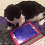 Pedro Playing with an Ipad
