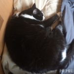 Pedro Sleeping on a Pillow