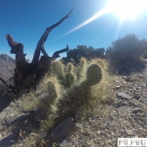 Cactus in Red Rock Canyon