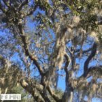 Tree in Tampa Florida with Spanish moss