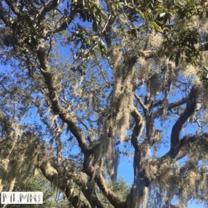 Tree in Tampa Florida with Spanish moss