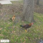 Stray Chickens in Ybor