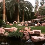 Flamingos at the Flamingo hotel