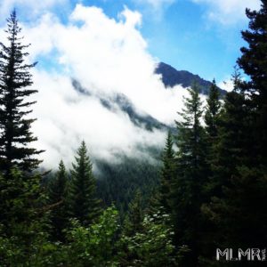 View of trees while hiking