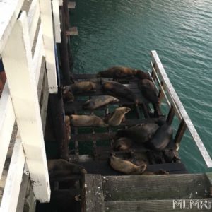 Sea lions in Santa Cruz
