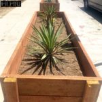 Plants in Santa Monica