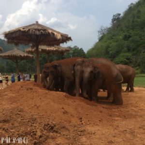 Elephants at elephant nature park