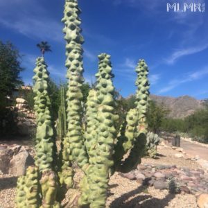 Cactus in Tucson, Arizona