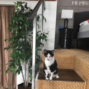 Paxton in a Tucson AirBnB