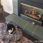 Paxton relaxing by the fireplace