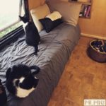 The cats of MLMR Travel