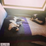 The cats of MLMR Travel