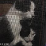 The cats of MLMR Travel