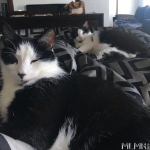 The cats of MLMR Travel