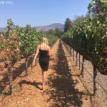 Exploring the Chandon vineyard