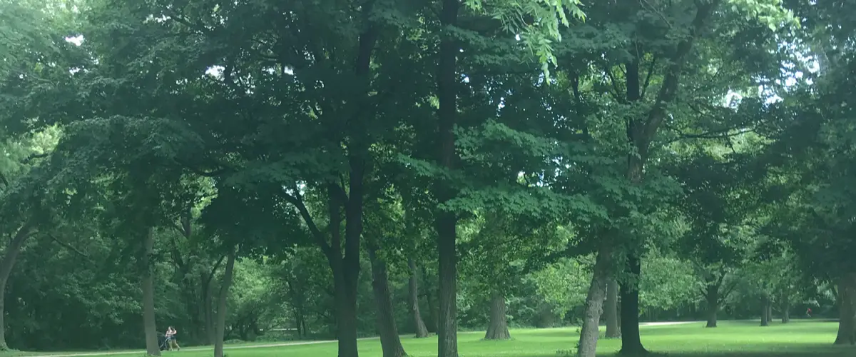 Green trees and grass in Ohio