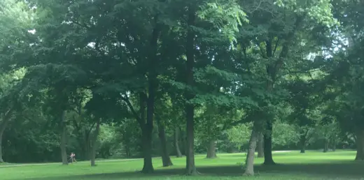 Green trees and grass in Ohio