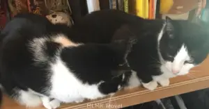 Tiny House Living with Cats