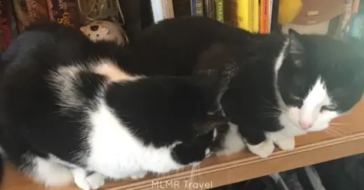 Tiny House Living with Cats