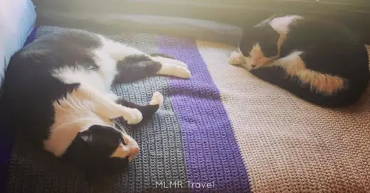 The Travel Cats