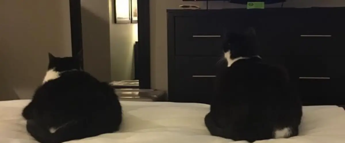 Why we stay at La Quintas when traveling with our cats