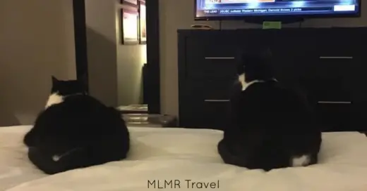 Why we stay at La Quintas when traveling with our cats