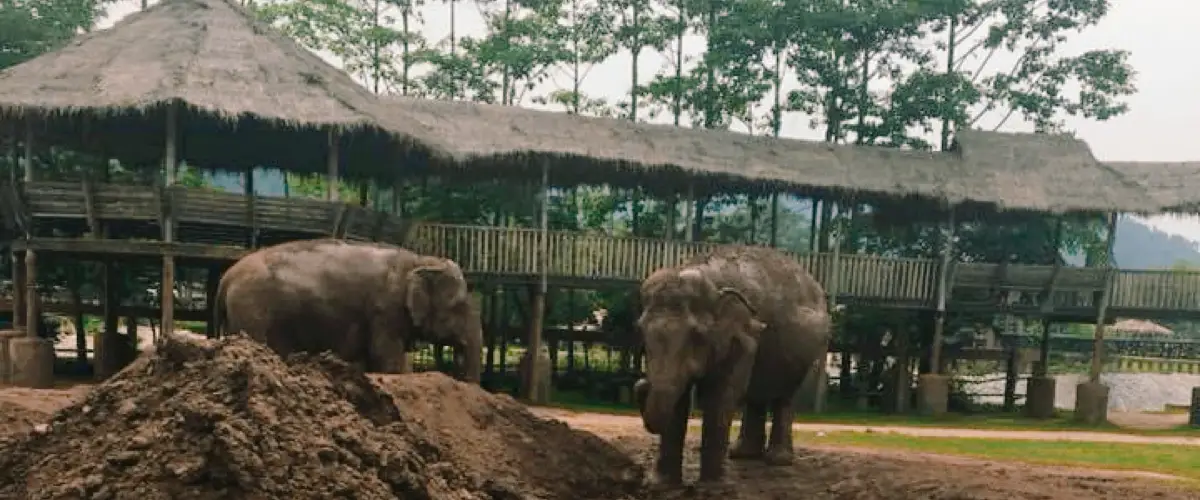Visiting Elephant Nature Park in Chiang Mai
