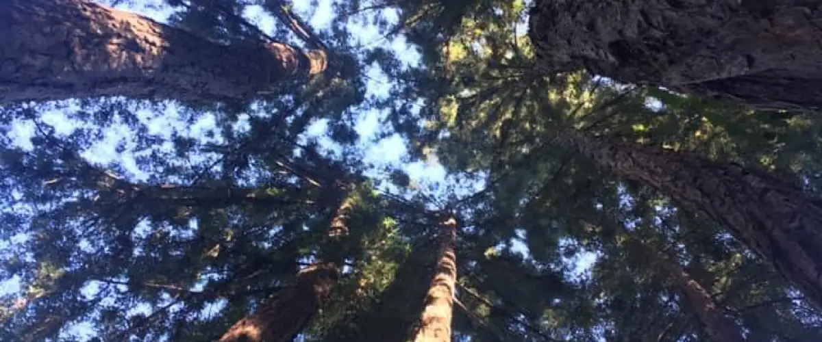 Visiting the Mystery Spot in Santa Cruz