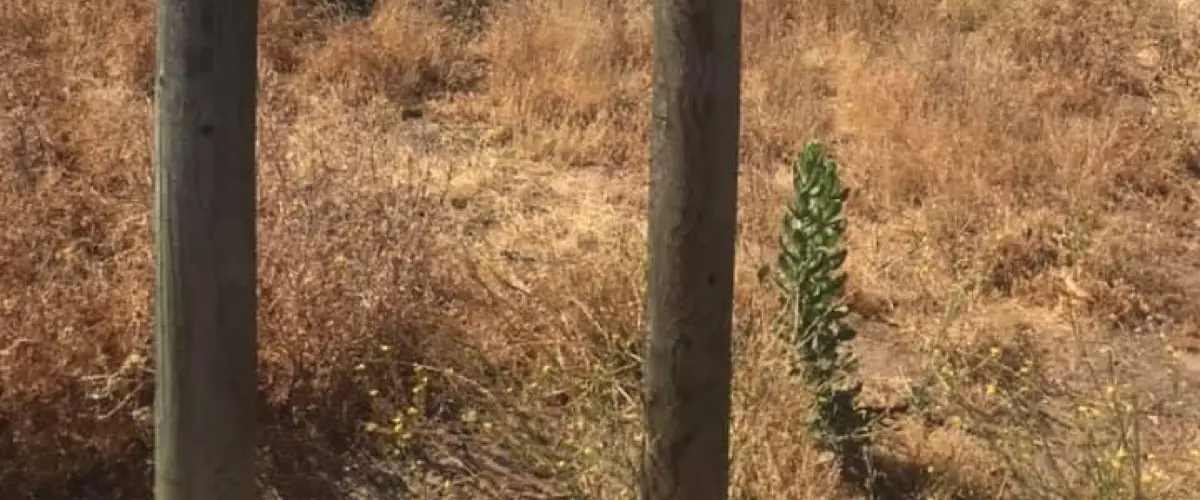 Support Africa Through Linc Worldwide