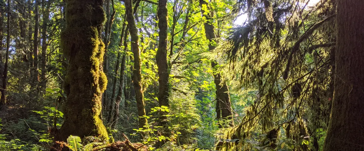 Best Hikes Near Downtown Portland