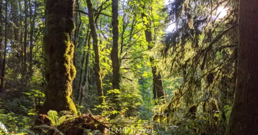 Best Hikes Near Downtown Portland