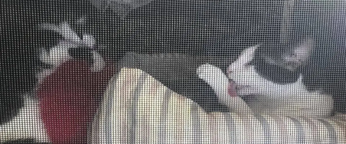 Cat in the Car while on a road trip