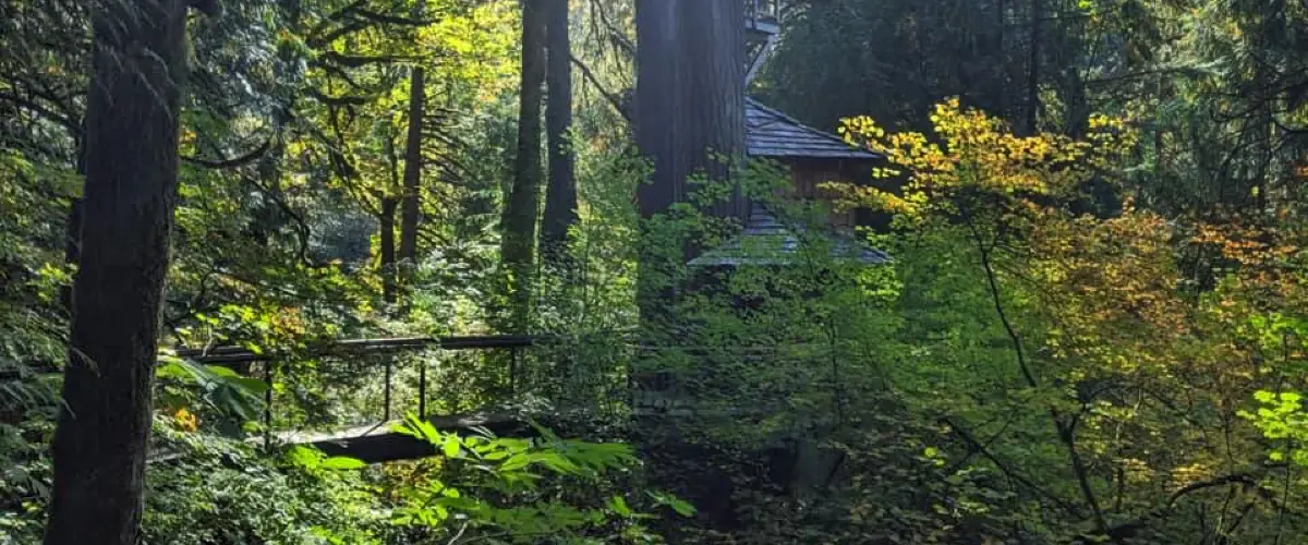 wooden treehouses in Washington surrounded by trees